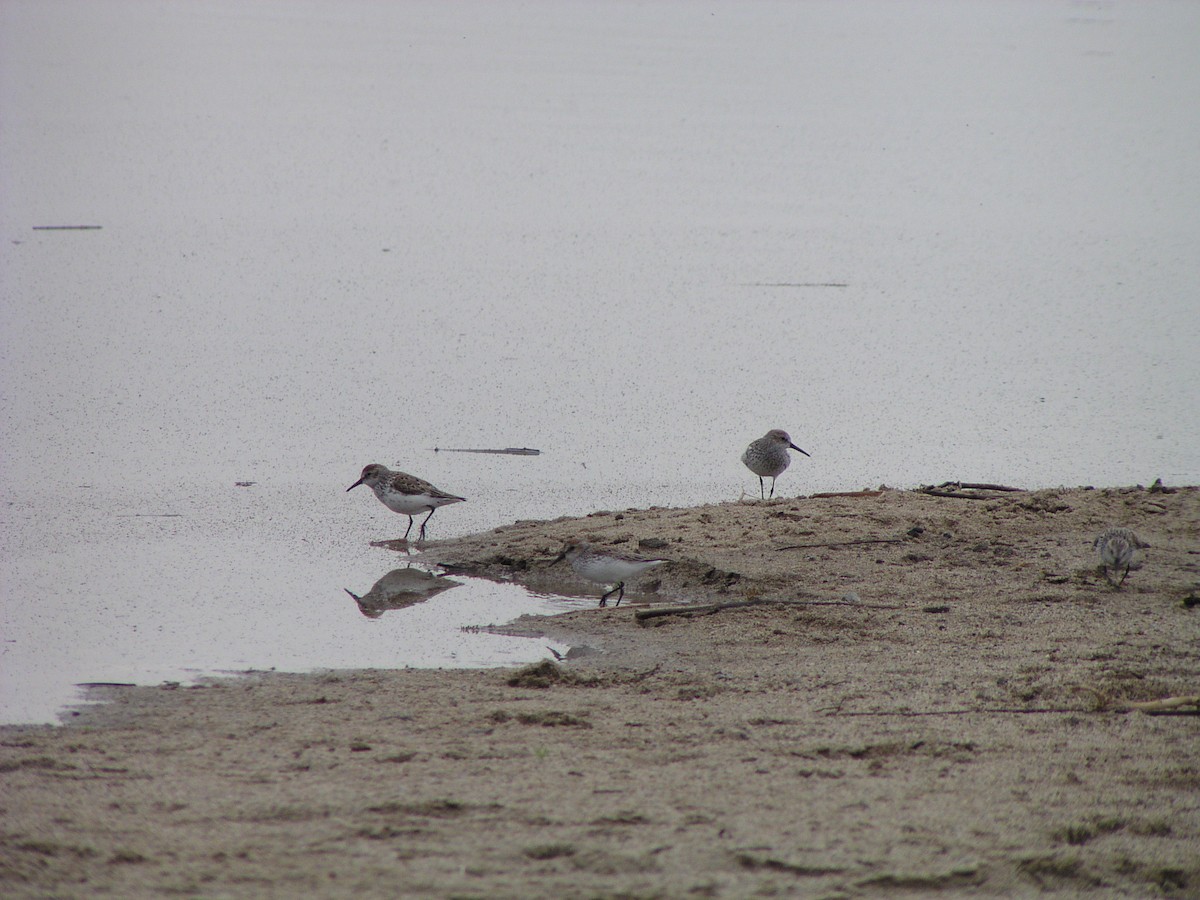 Western Sandpiper - ML645217875