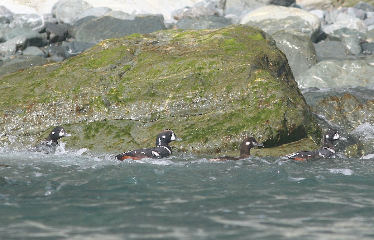 Palyaço Ördeği - ML645217876