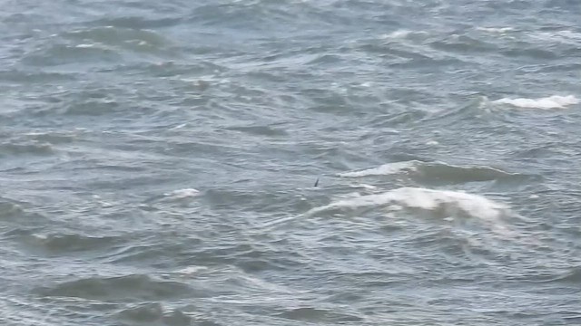 Manx Shearwater - ML645217882