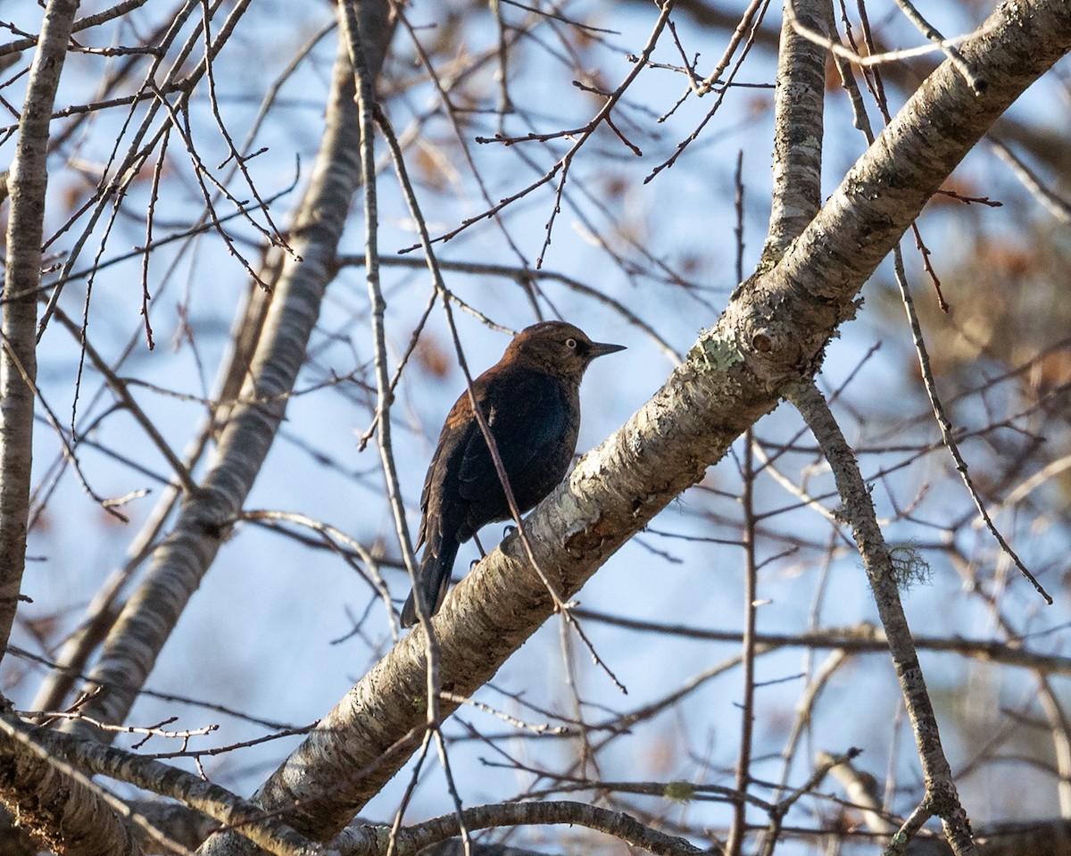 Rusty Blackbird - ML645217886