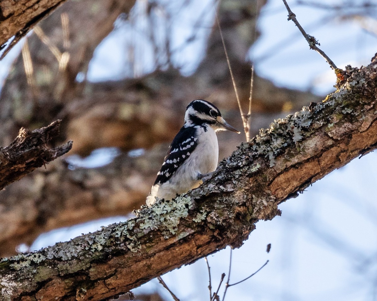 Hairy Woodpecker - ML645217892