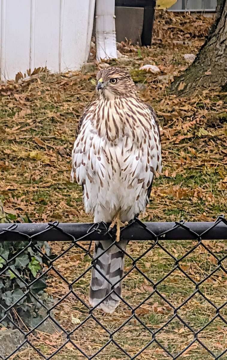 Cooper's Hawk - ML645217917