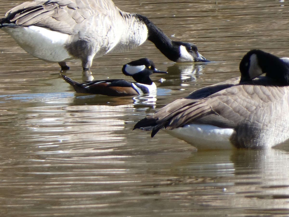 Hooded Merganser - ML645217919