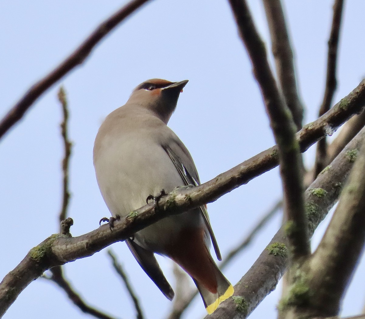 Ampelis Europeo - ML645217924