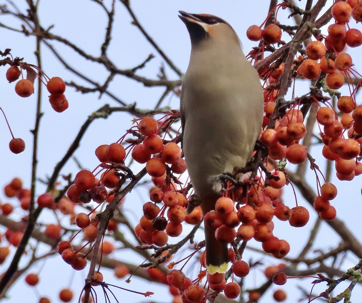 Ampelis Europeo - ML645217925