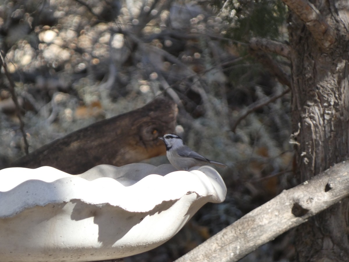 Mountain Chickadee - ML645217929