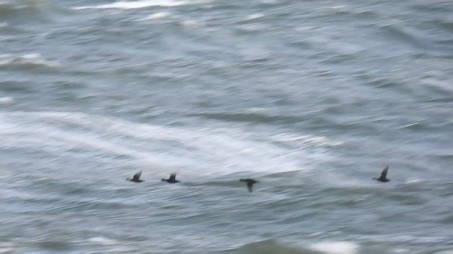 Common Scoter - ML645217933