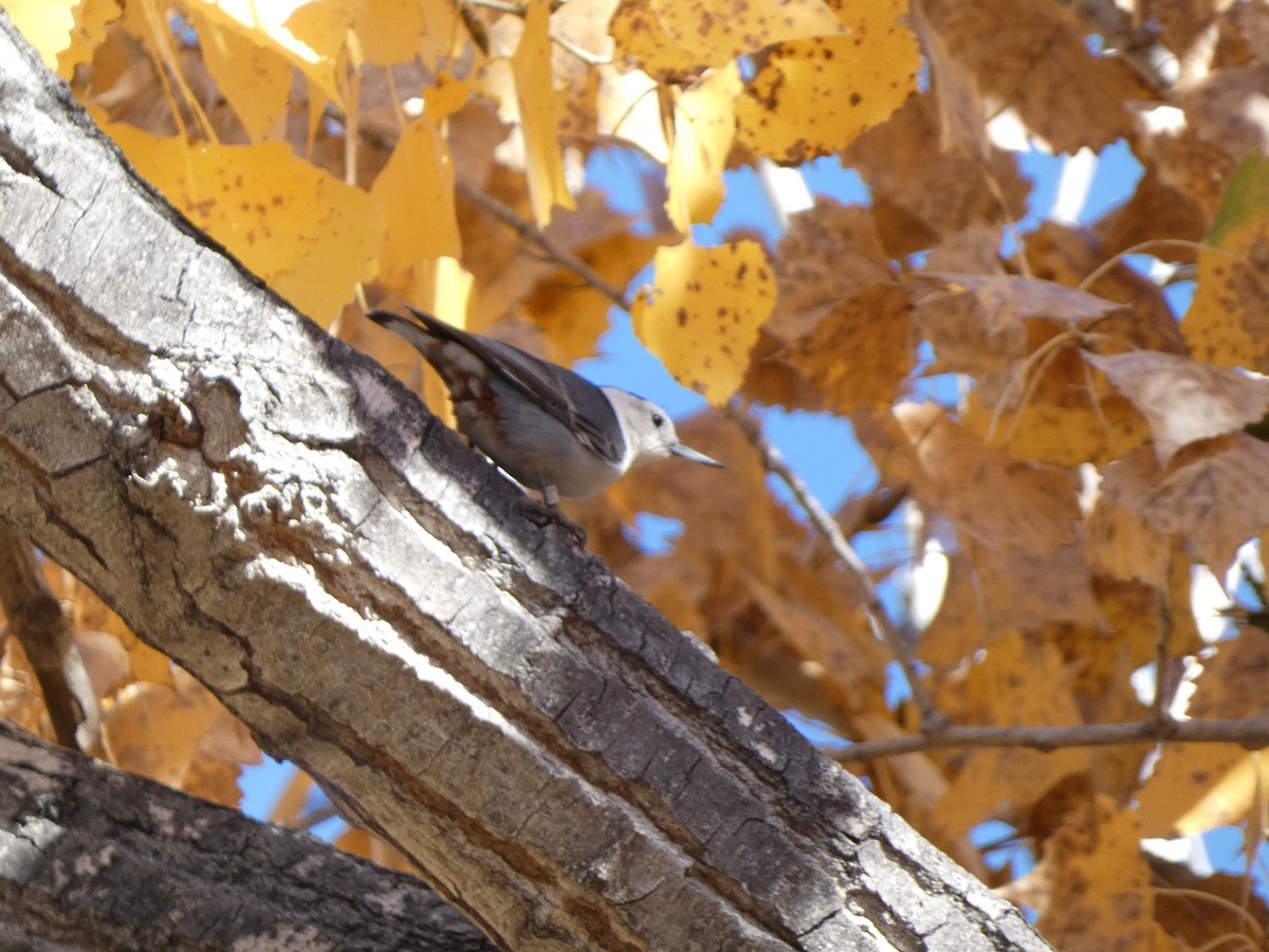 White-breasted Nuthatch - ML645217934