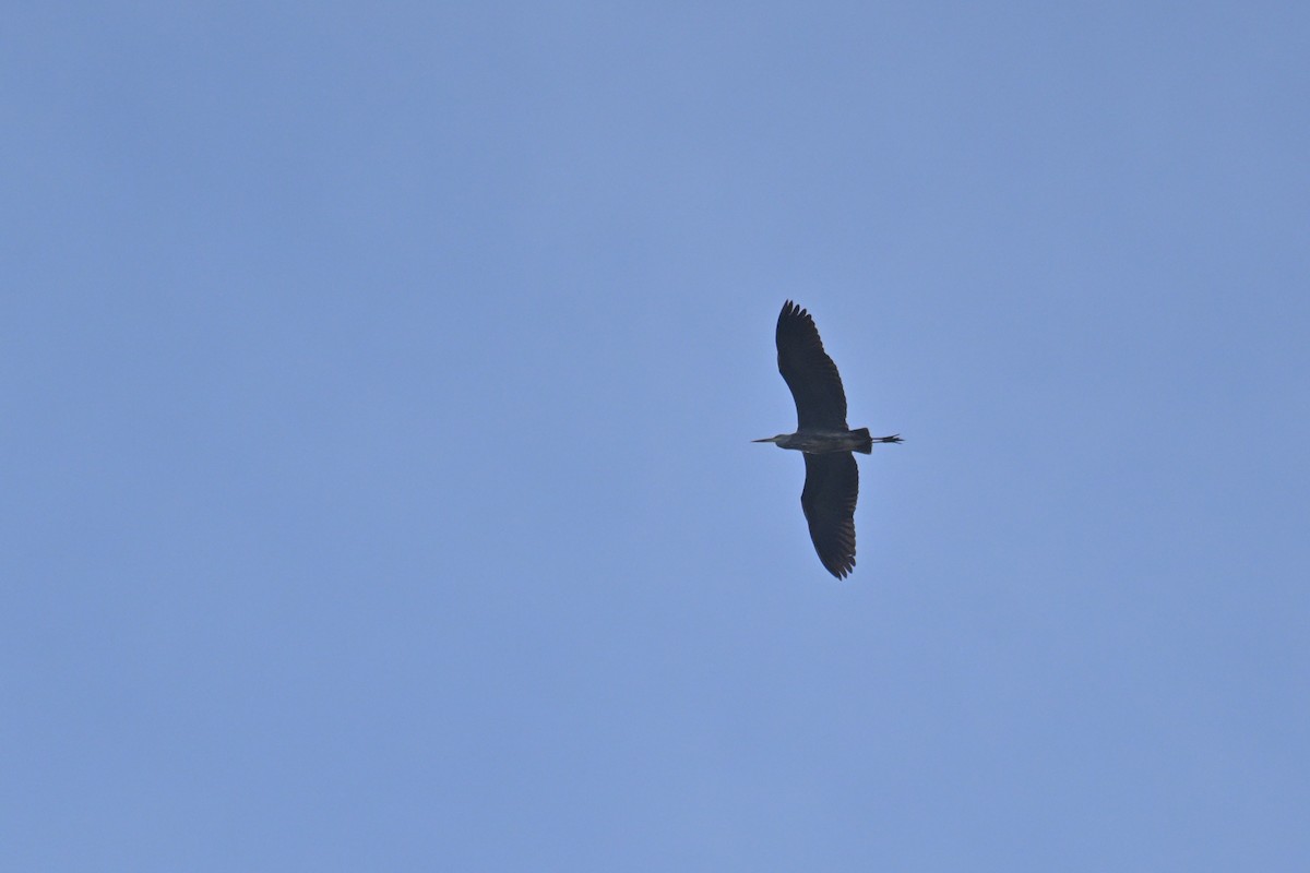 Gray Heron - ML645217939