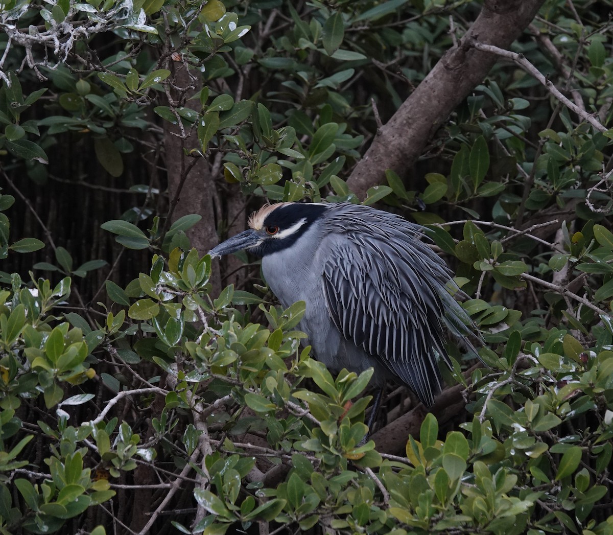 Квак чорногорлий - ML645217942