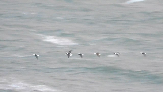 Long-tailed Duck - ML645217945