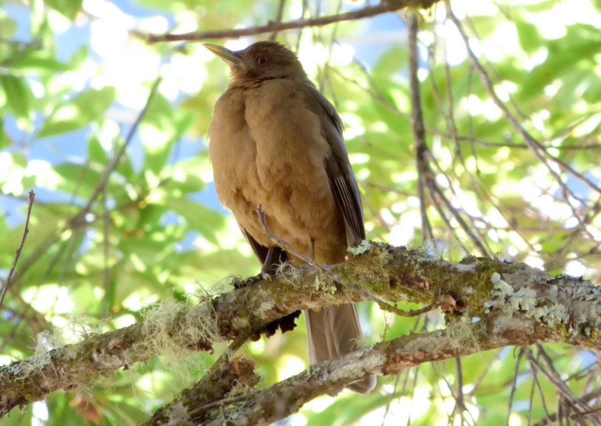 Clay-colored Thrush - ML645217951