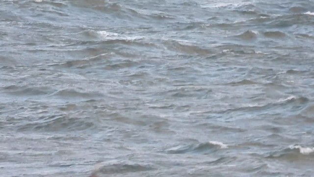 Sooty Shearwater - ML645217956