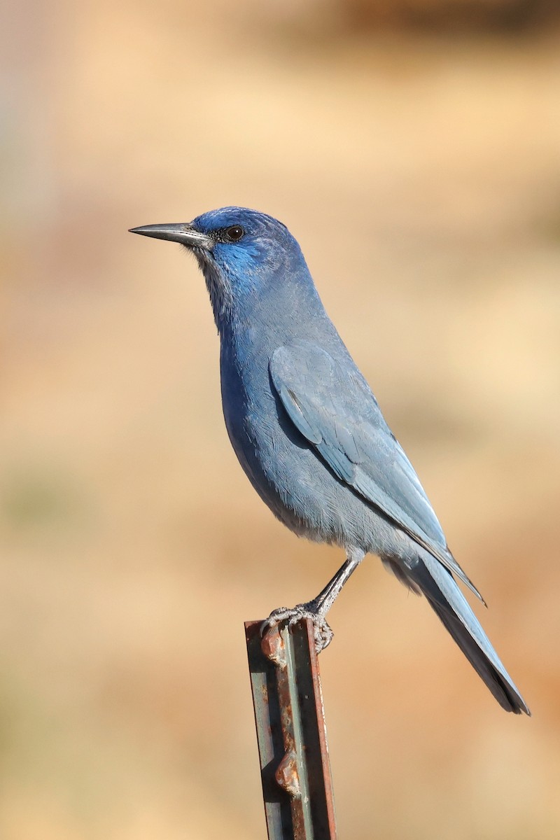 Chara Piñonera - ML645217962