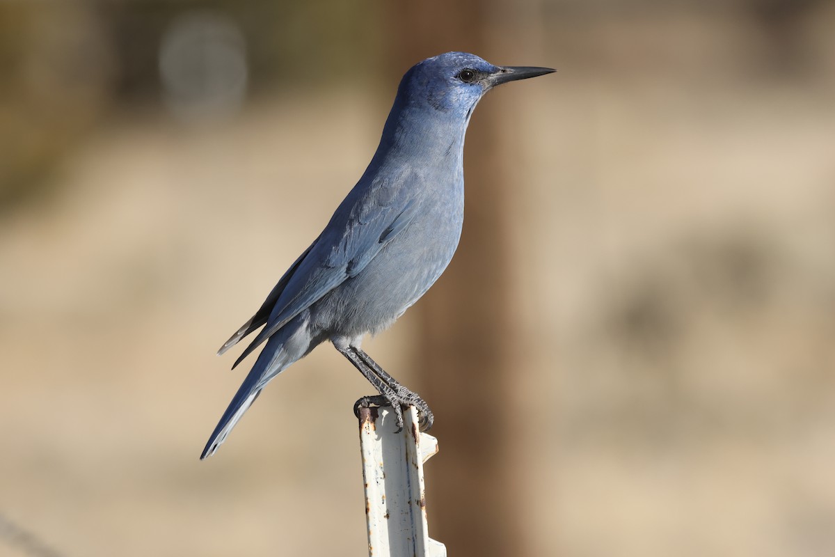 Chara Piñonera - ML645217963