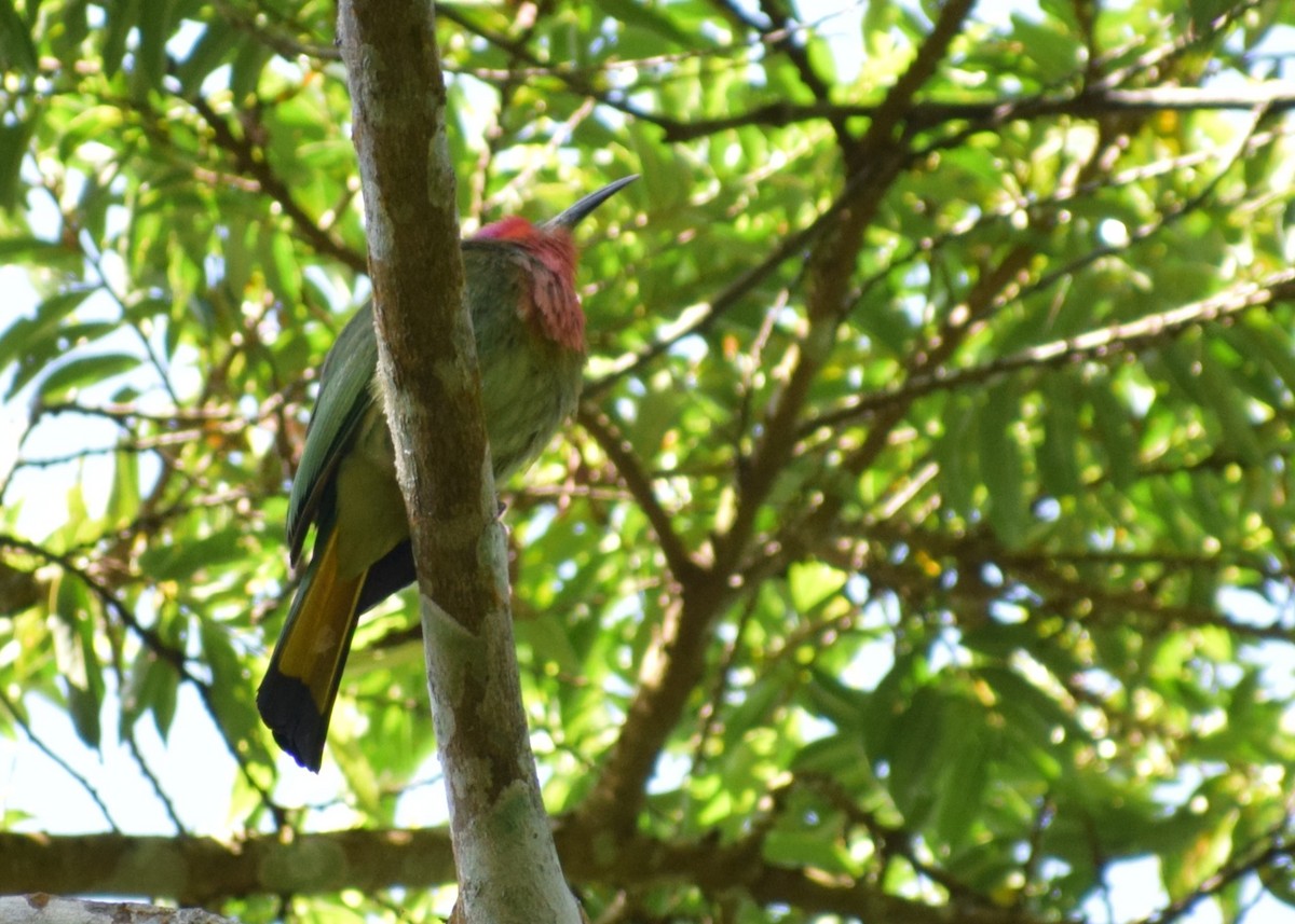 Red-bearded Bee-eater - ML645217967