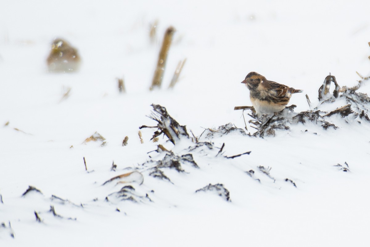 Подорожник лапландський - ML645217973