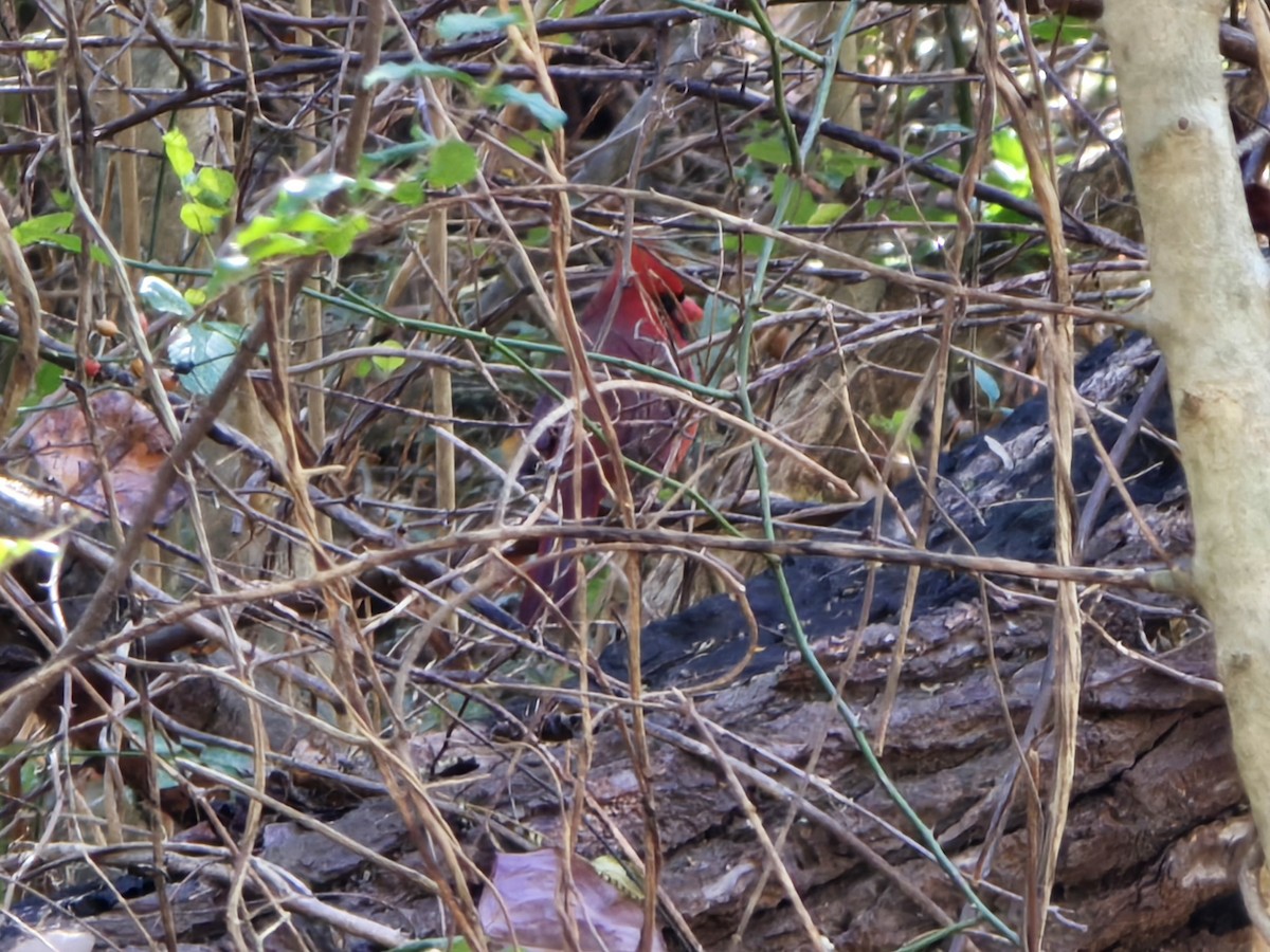 Красный кардинал - ML645217974