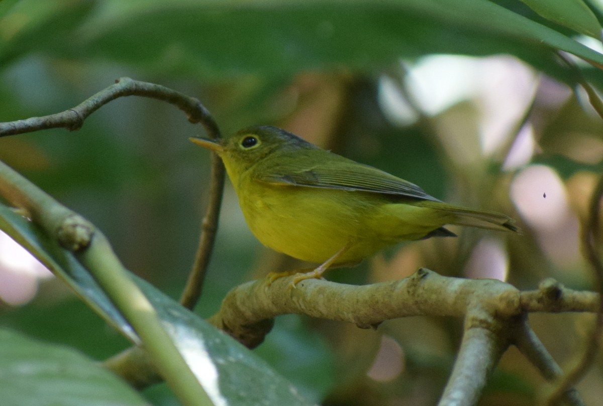 Alström's Warbler - ML645217975