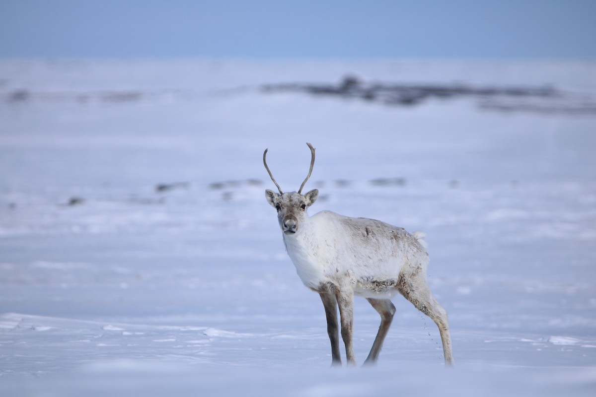 Barren-ground Caribou - ML645217976