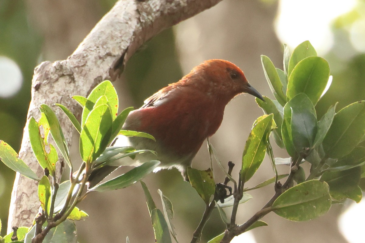 Apapanesi - ML645217992