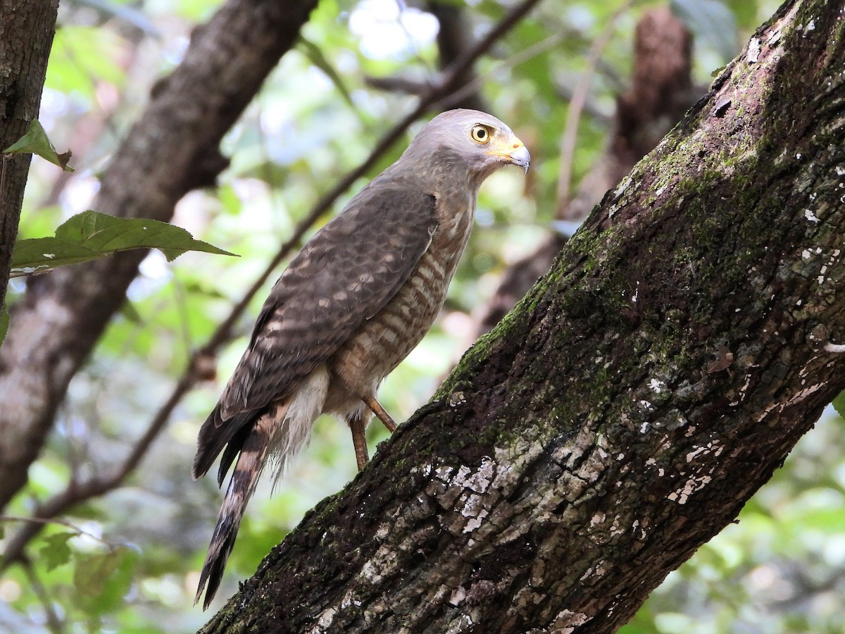 káně krahujová - ML645218007