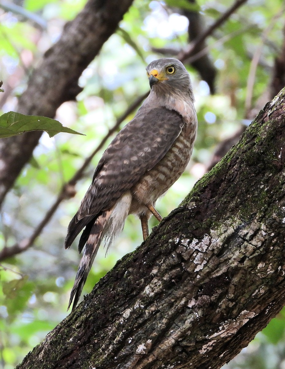 káně krahujová - ML645218008