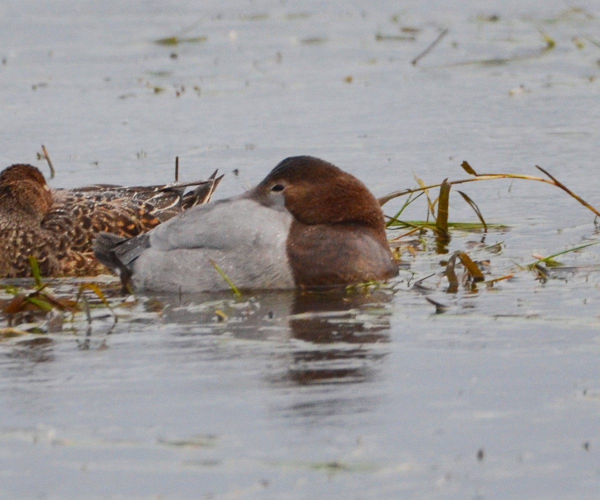 Murgilari bizkarzuria - ML645218012