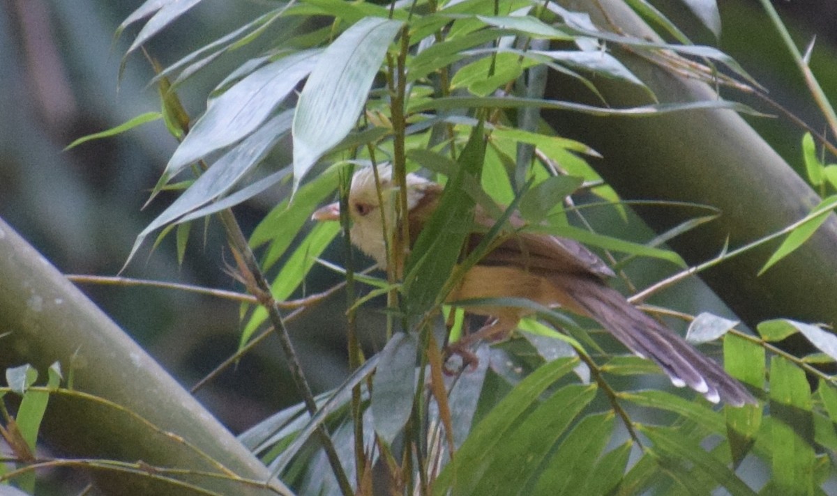 Collared Babbler - ML645218014