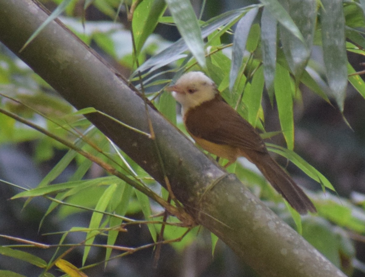 Collared Babbler - ML645218015