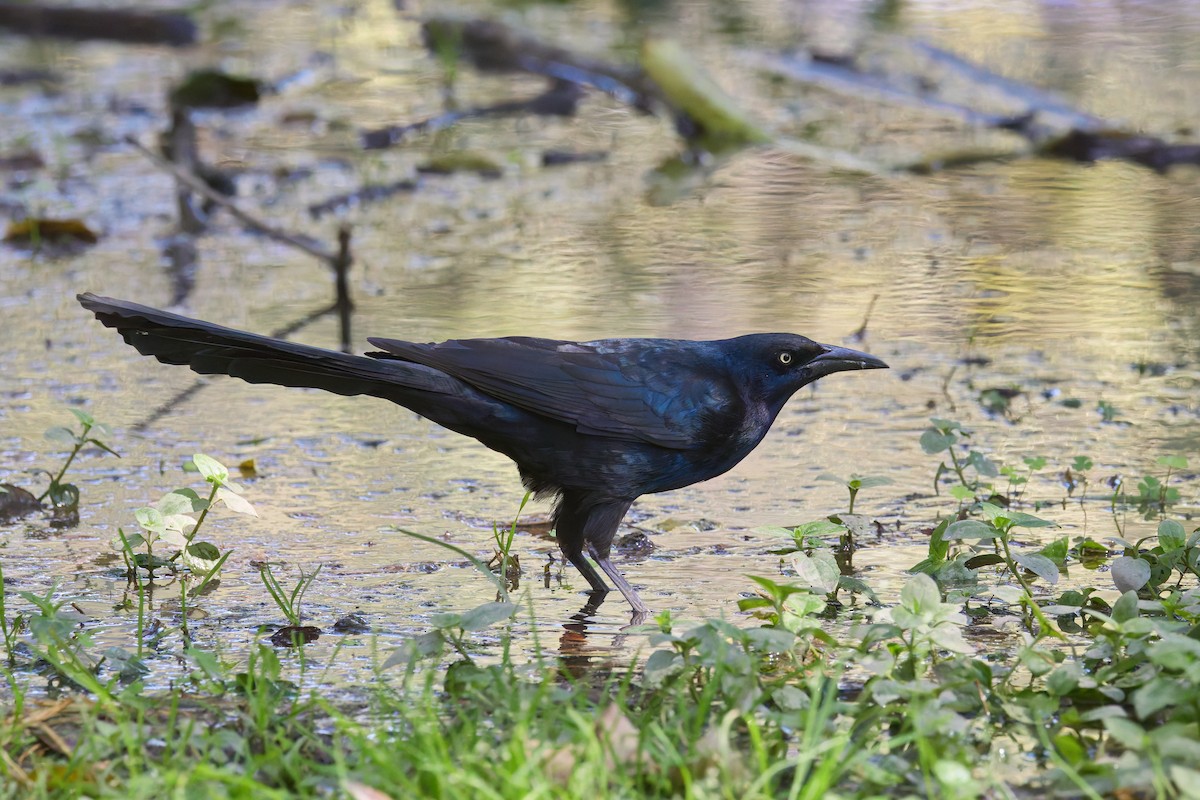 Great-tailed Grackle - ML645218017
