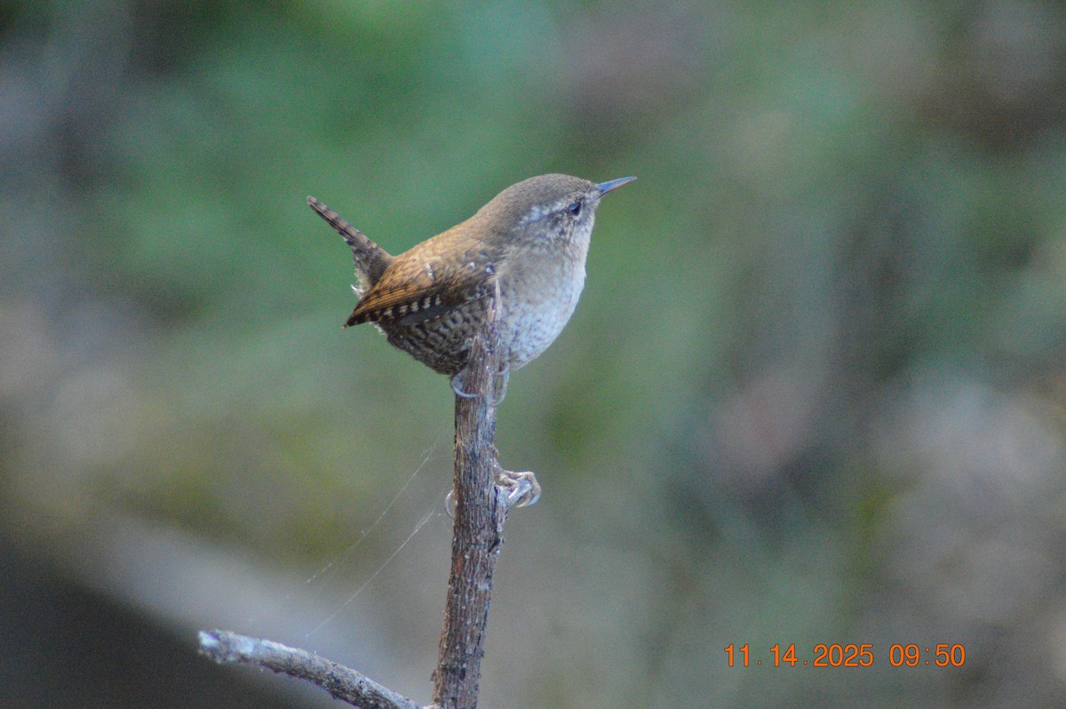 Winter Wren - ML645218018