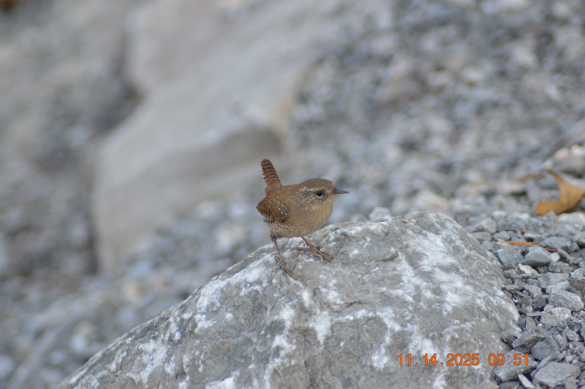Winter Wren - ML645218020