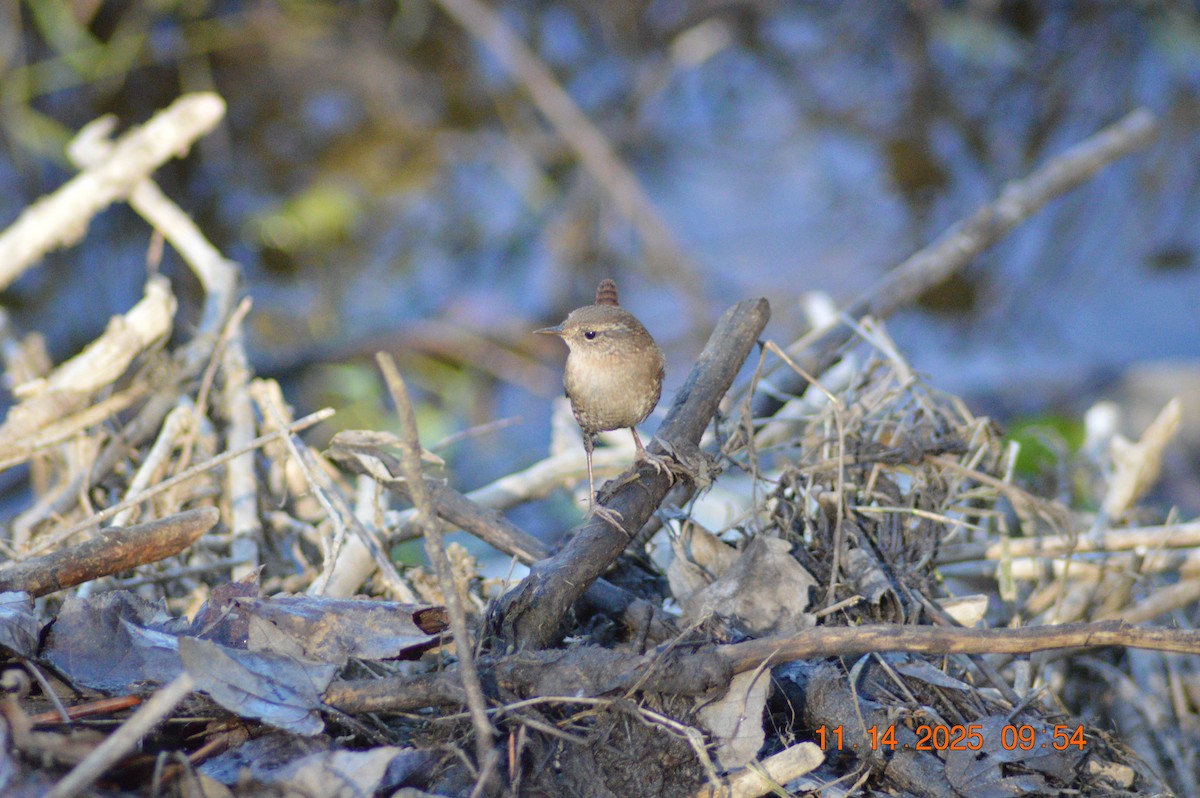 Winter Wren - ML645218021