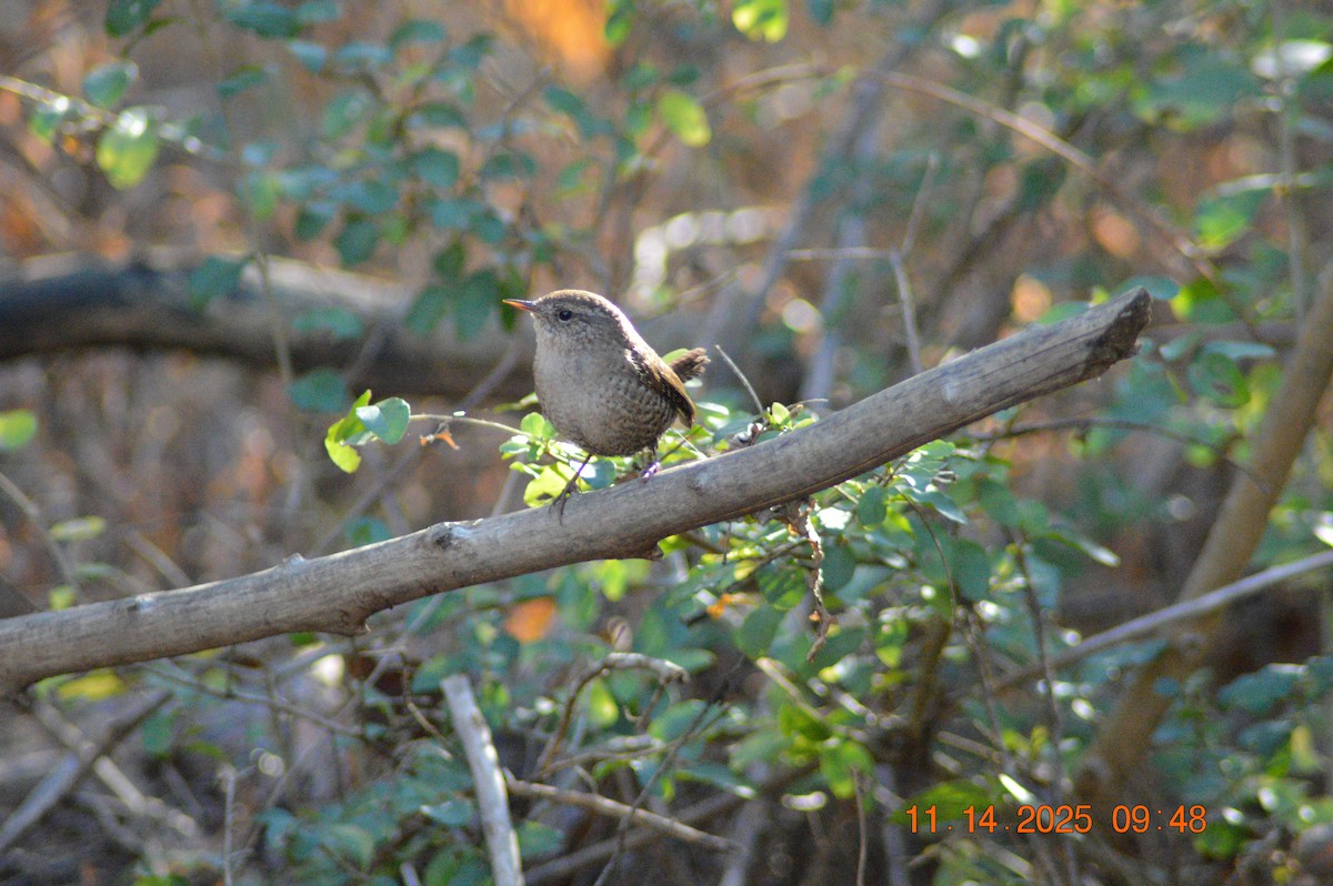 Winter Wren - ML645218022