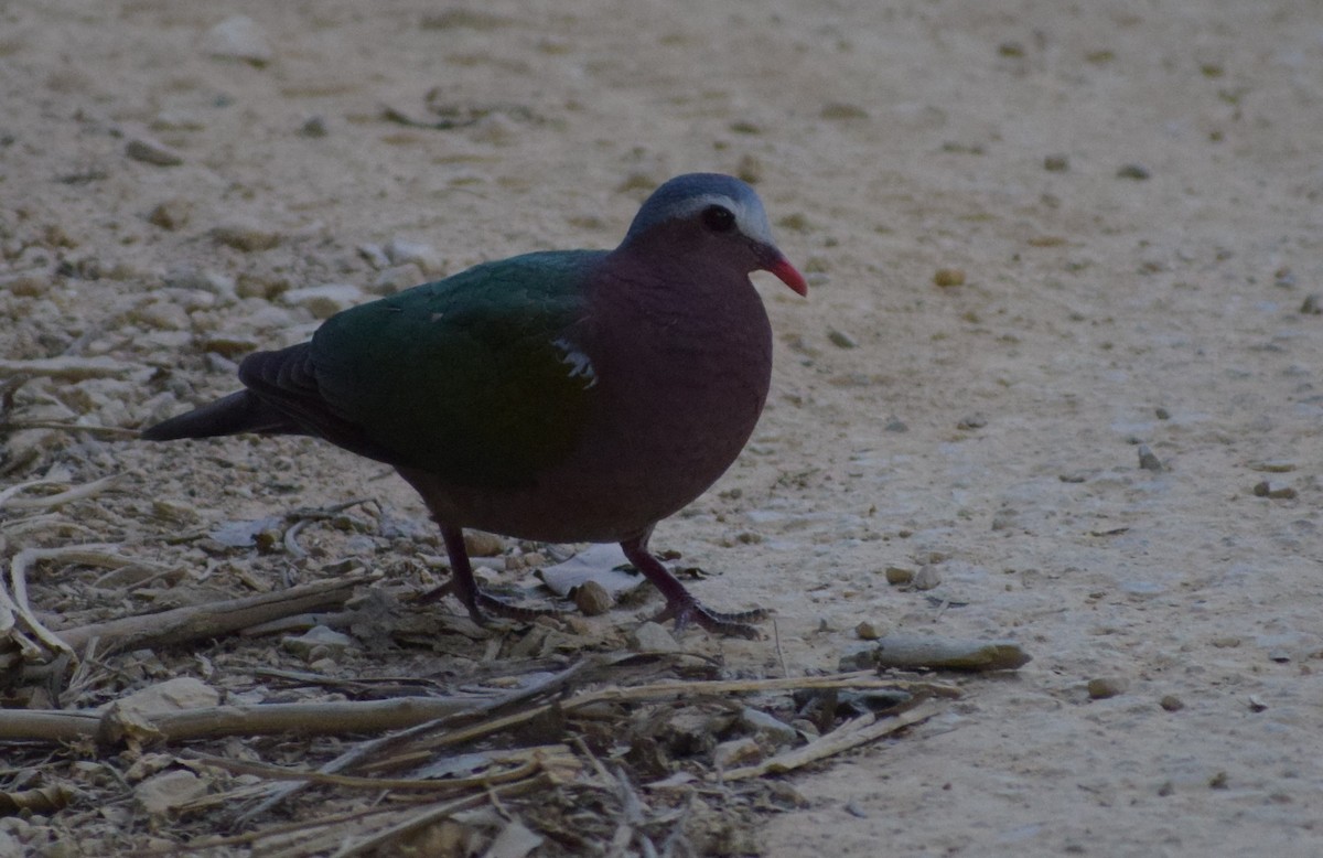Asian Emerald Dove - ML645218033