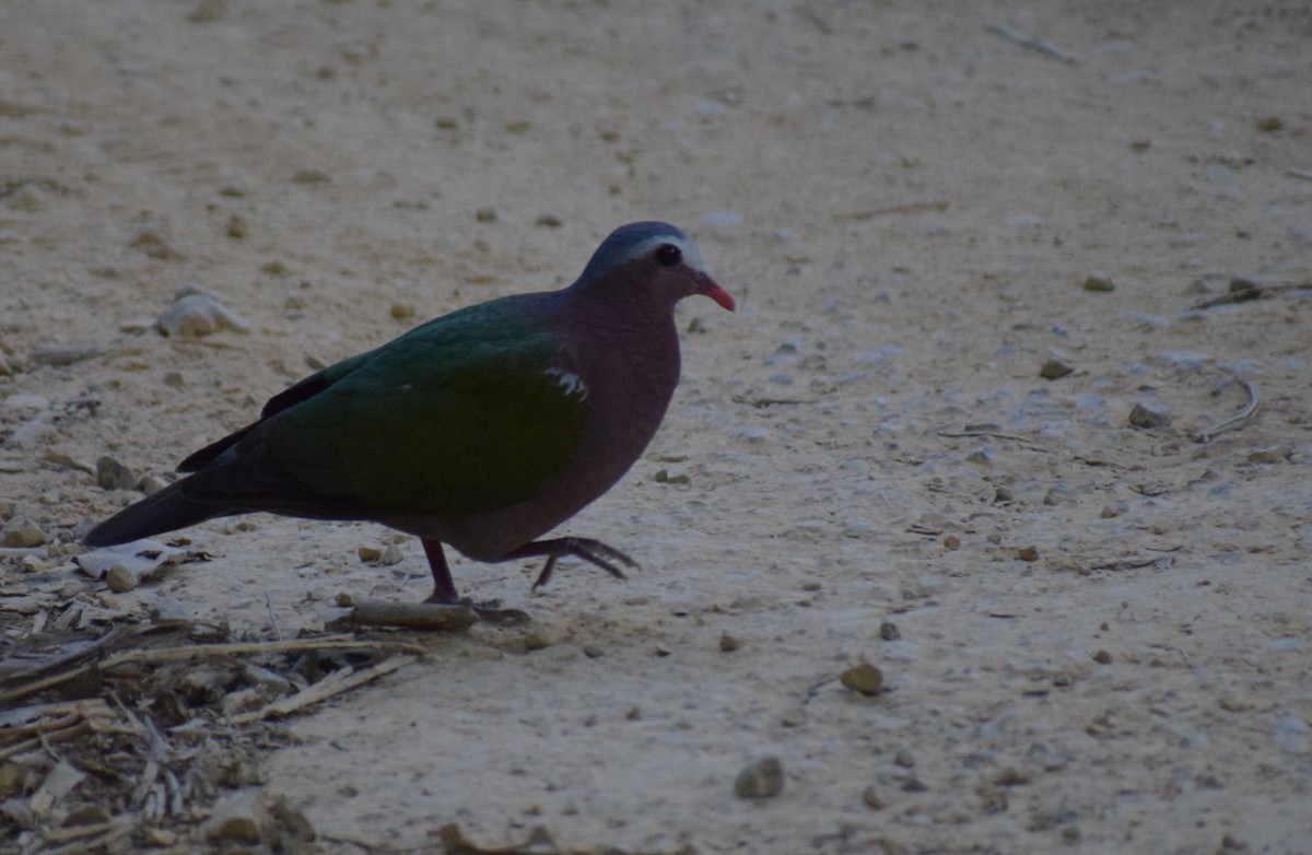 Asian Emerald Dove - ML645218034