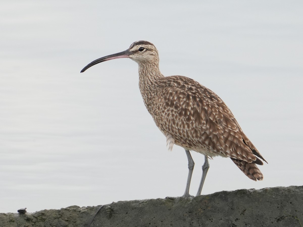 Hudsonian Whimbrel - ML645218040