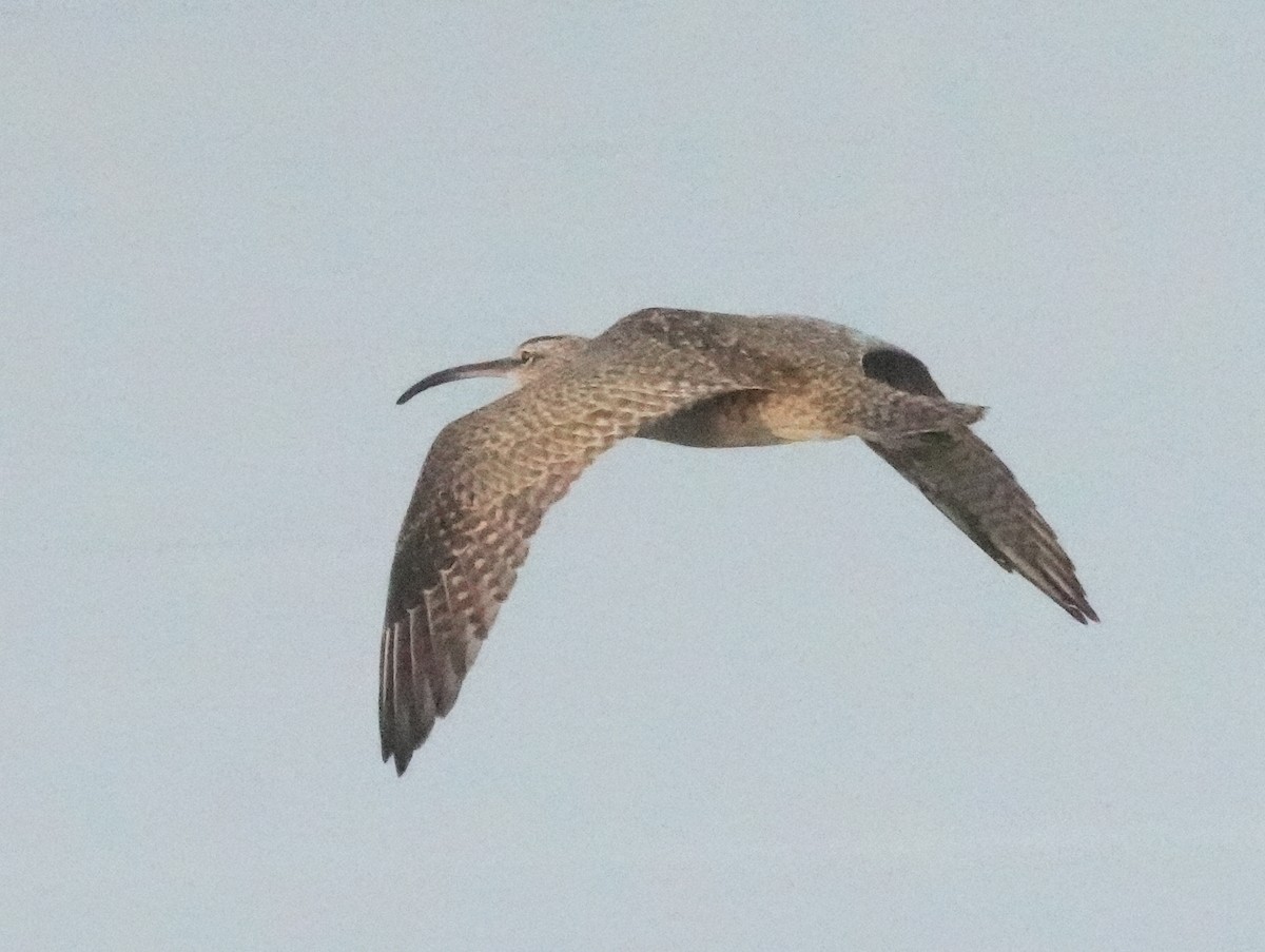 Hudsonian Whimbrel - ML645218041