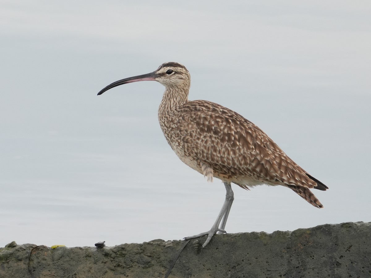 Hudsonian Whimbrel - ML645218042