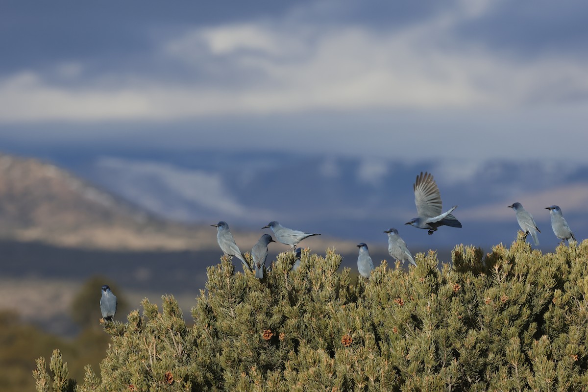 Pinyon Jay - ML645218046