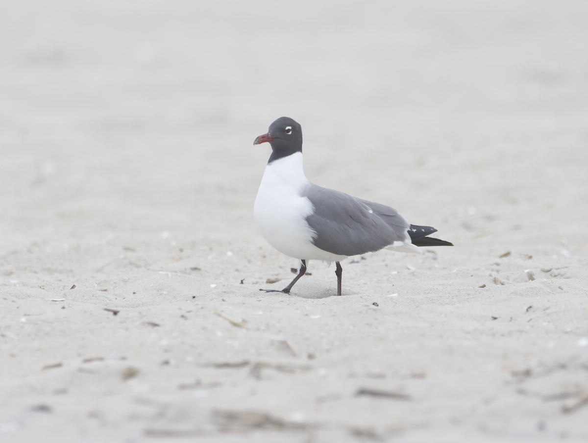 Laughing Gull - ML645218047