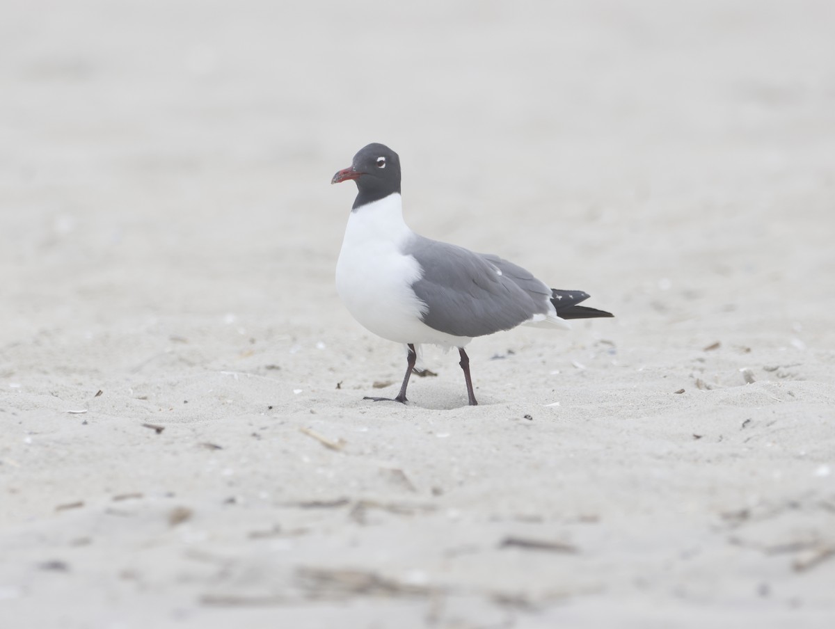 Laughing Gull - ML645218048