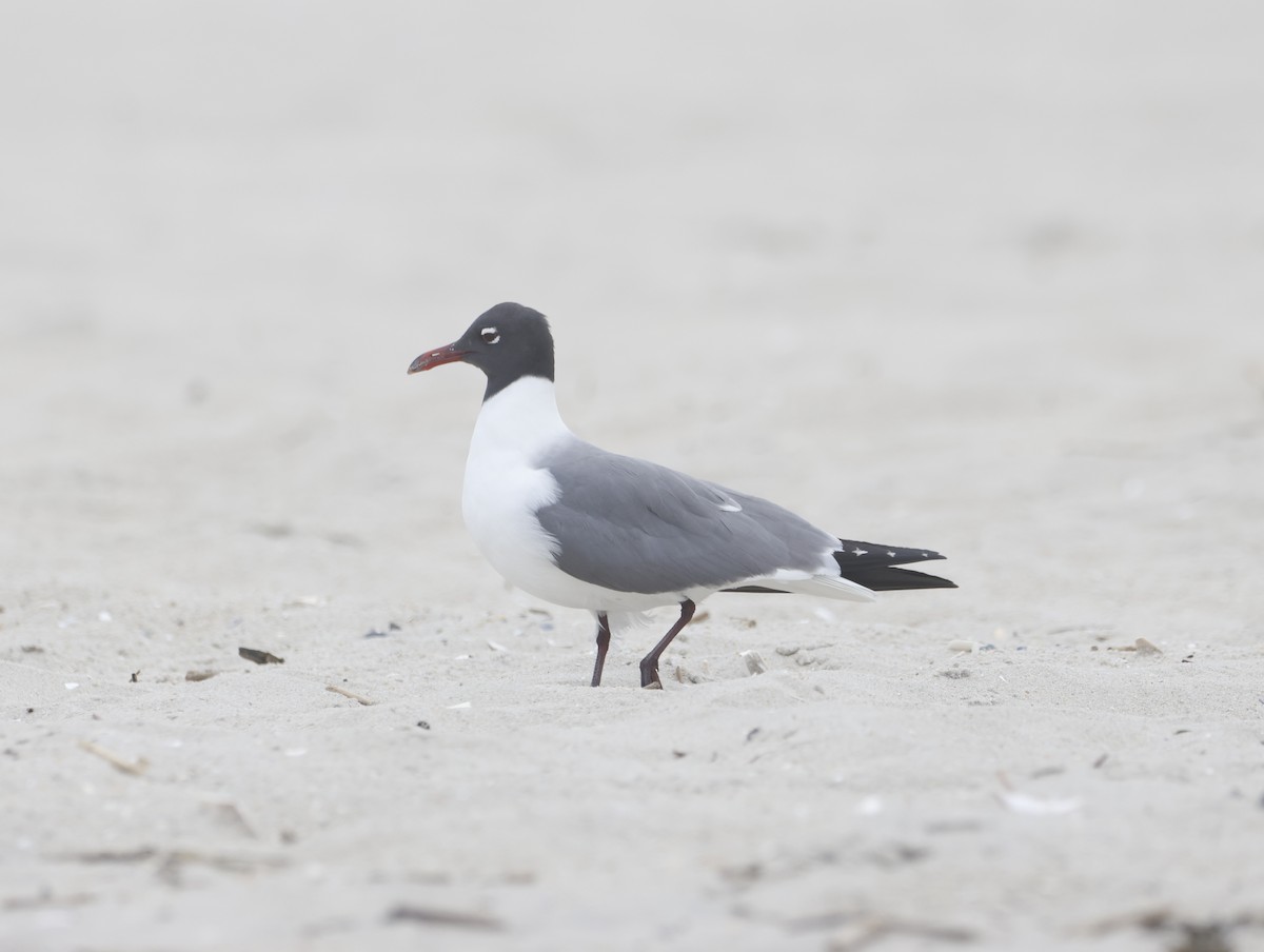 Laughing Gull - ML645218049