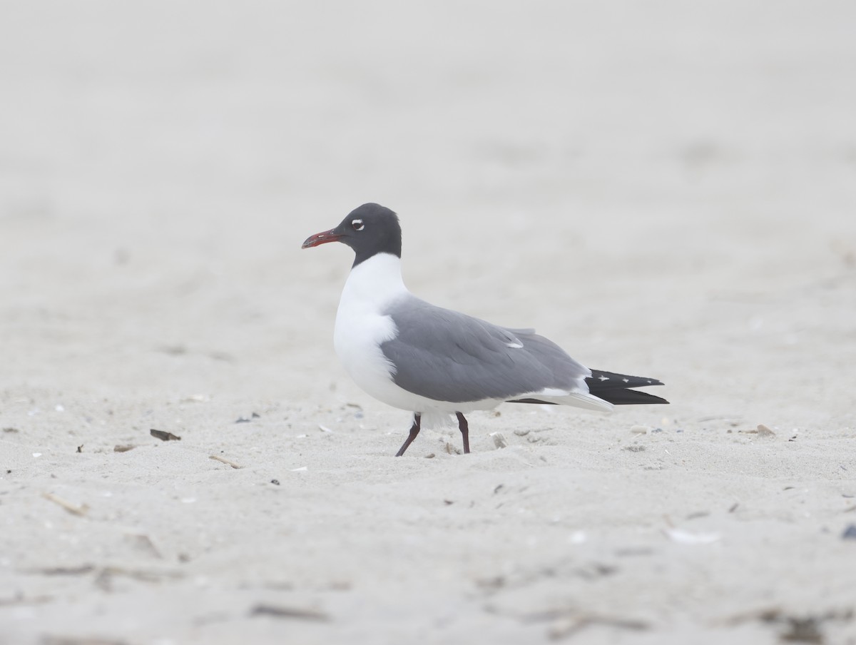 Laughing Gull - ML645218050
