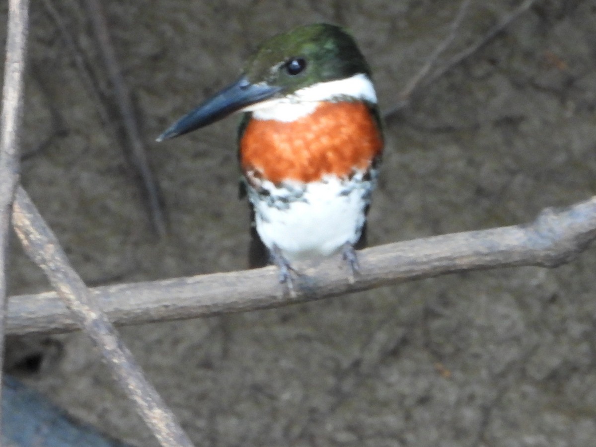 Green Kingfisher - ML645218052