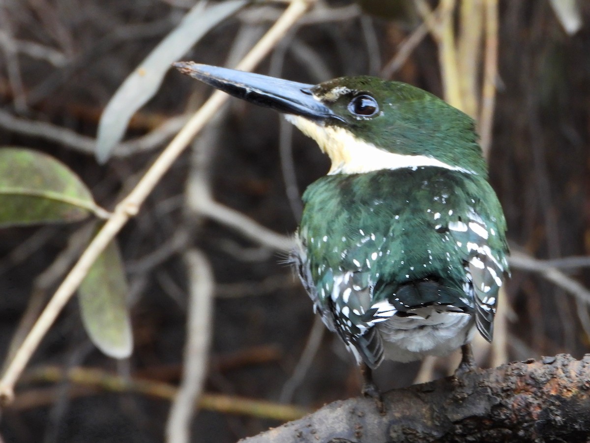 Green Kingfisher - ML645218053