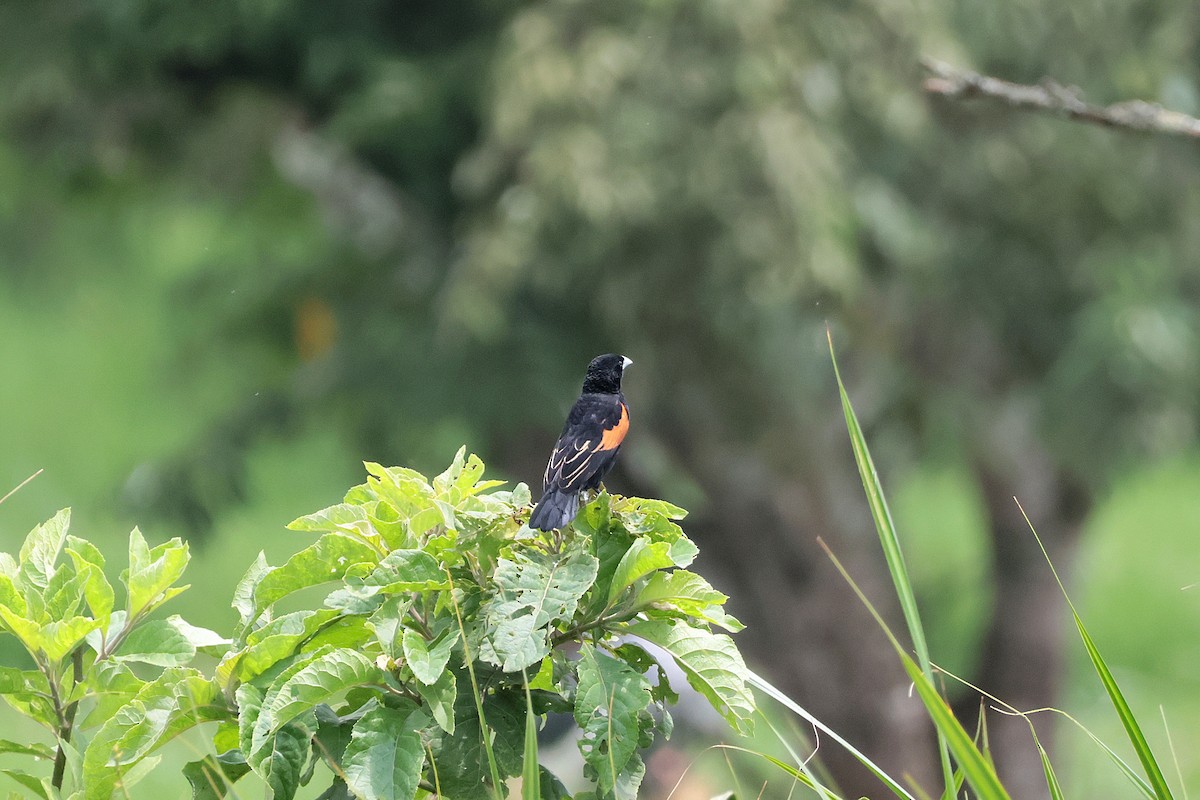 Fan-tailed Widowbird - ML645218054