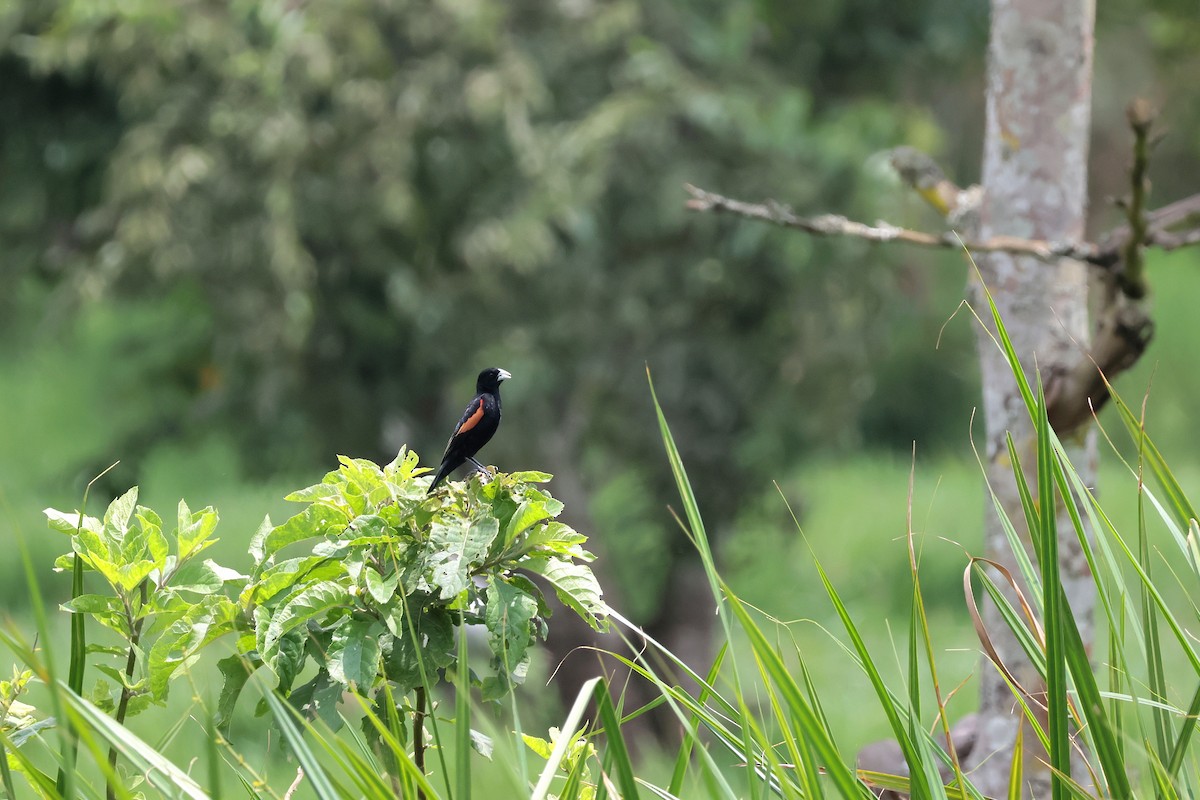 Fan-tailed Widowbird - ML645218055