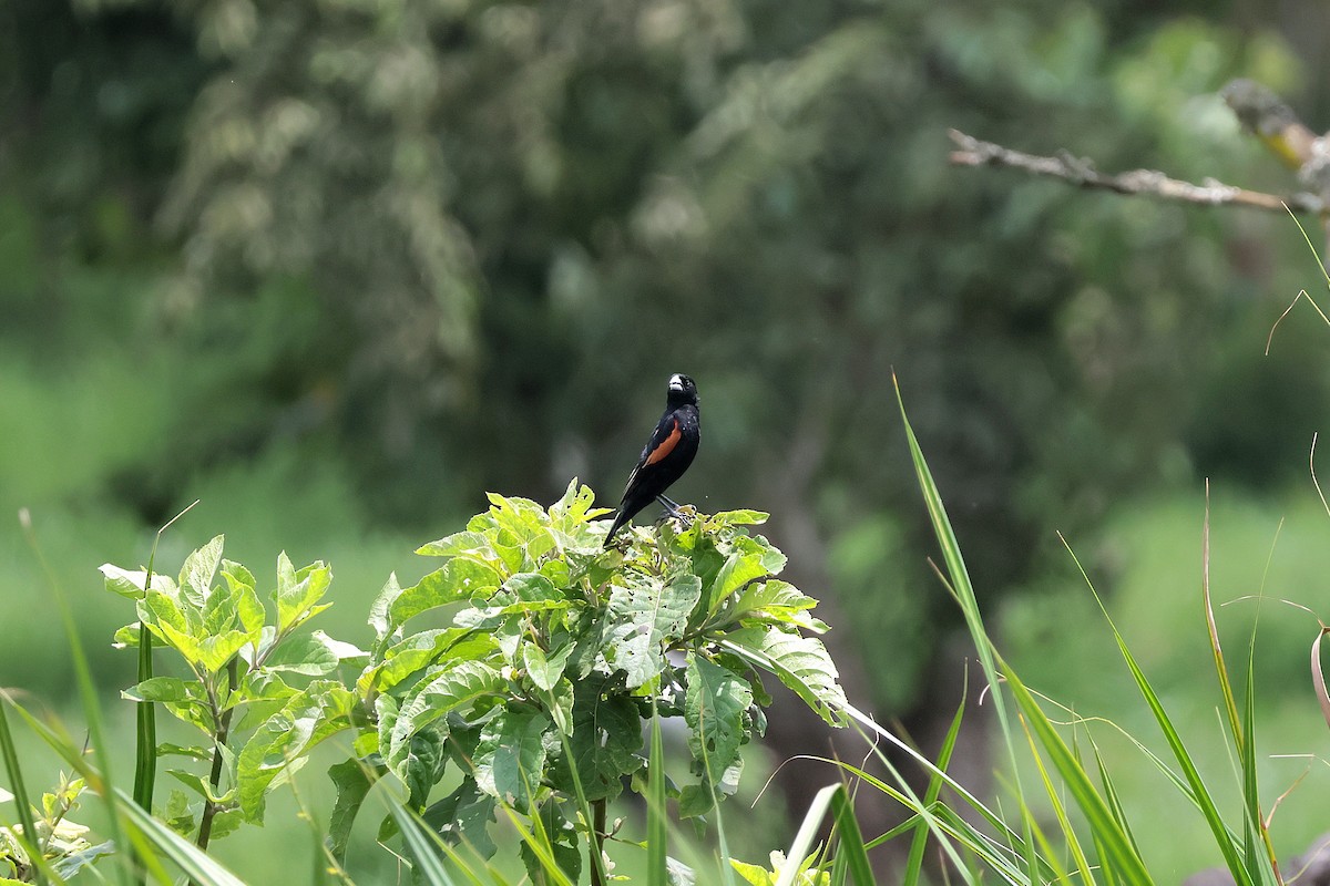 Fan-tailed Widowbird - ML645218056